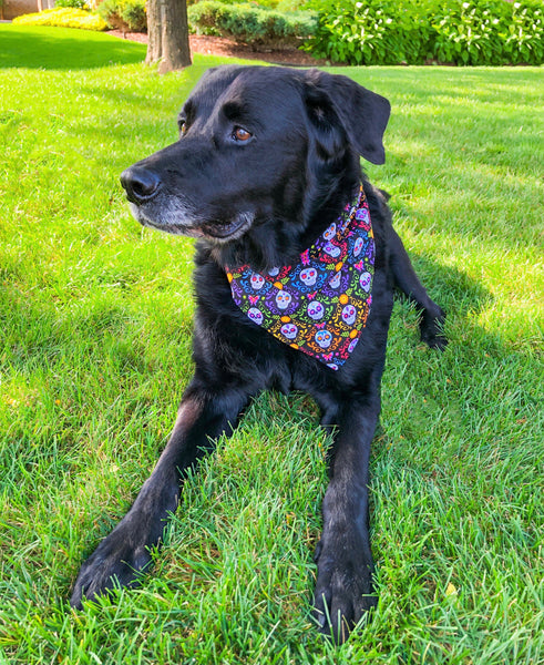 day of the dead pet bandana